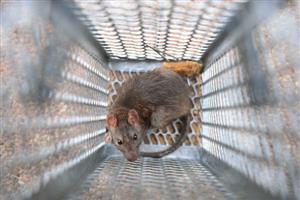 rat